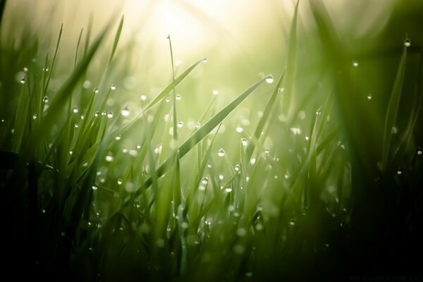 Photos of nature. Macro shooting of dew on grass