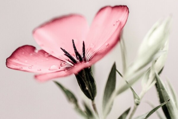 Delicada flor rosa con gotas de rocío