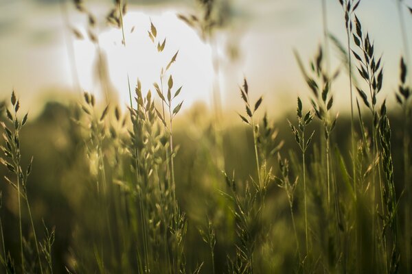 Wheat field in the sunlight