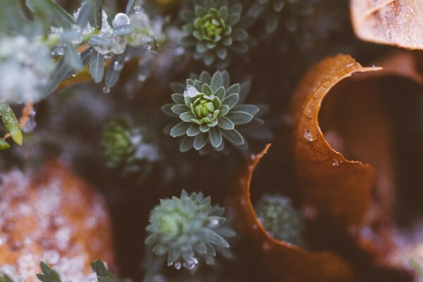 Green succulents under macro photography