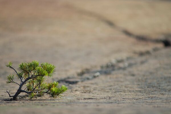 A green tree in the desert