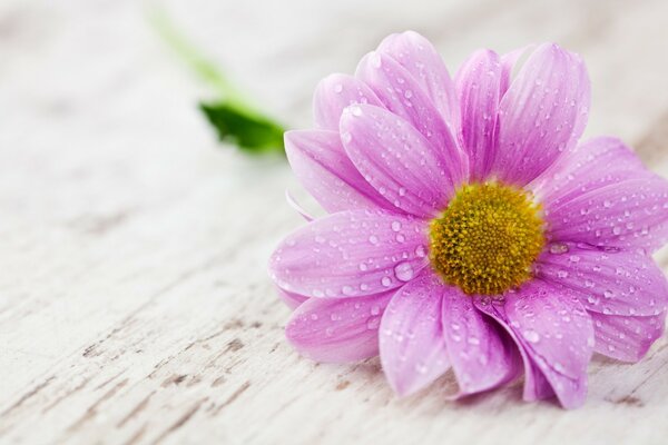 Water falls on a pink flower macro