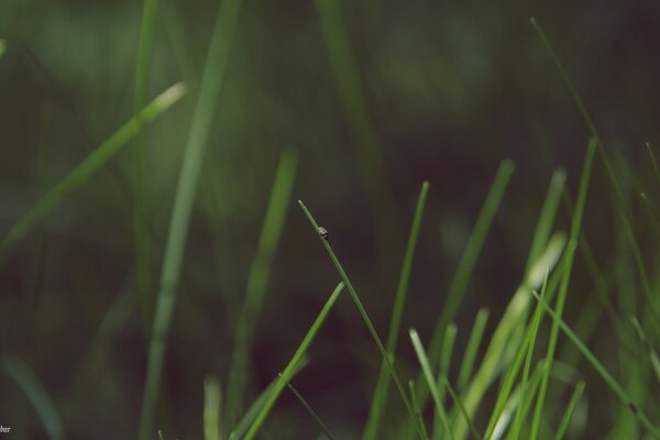 Evening shot of a lawn in the forest