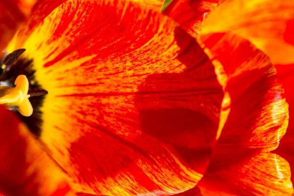 Feuilles rouges de fleur en augmentation