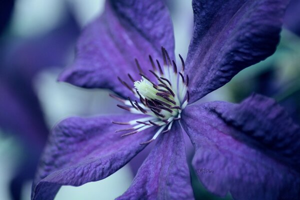 Flor com estames em macro