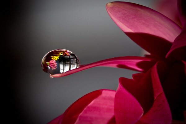 A drop of dew on the petal of a burgundy flower. Macro shooting