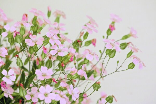 Frühlingslandschaft aus einem kleinen rosa Zweig mit Bändern