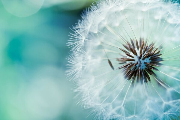 Photo of a white dandelion on a blue background