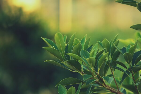 A branch with leaves on a sunset background