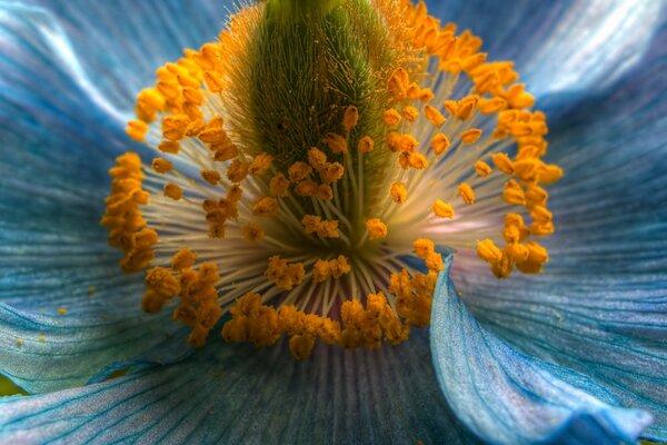 Macro photography of the yellow middle of the flower