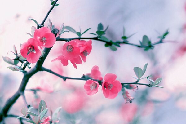 Kleine rosa Blüten auf einem Ast