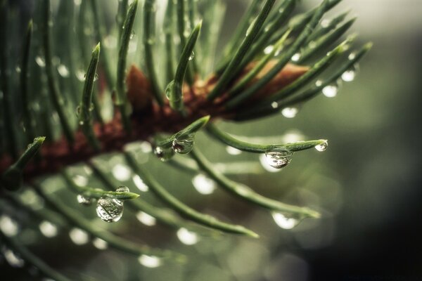 松针上的雨滴