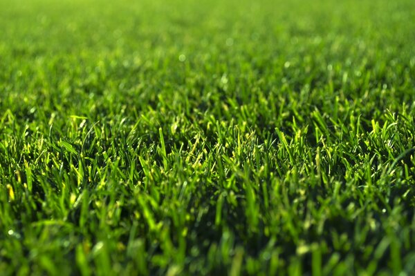 Micrography of grass after haymaking