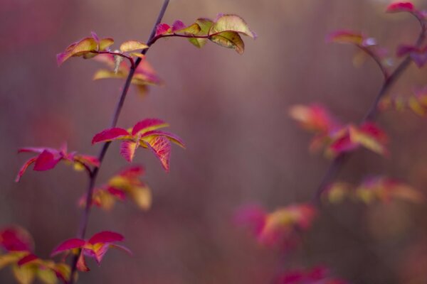 红黄色花瓣