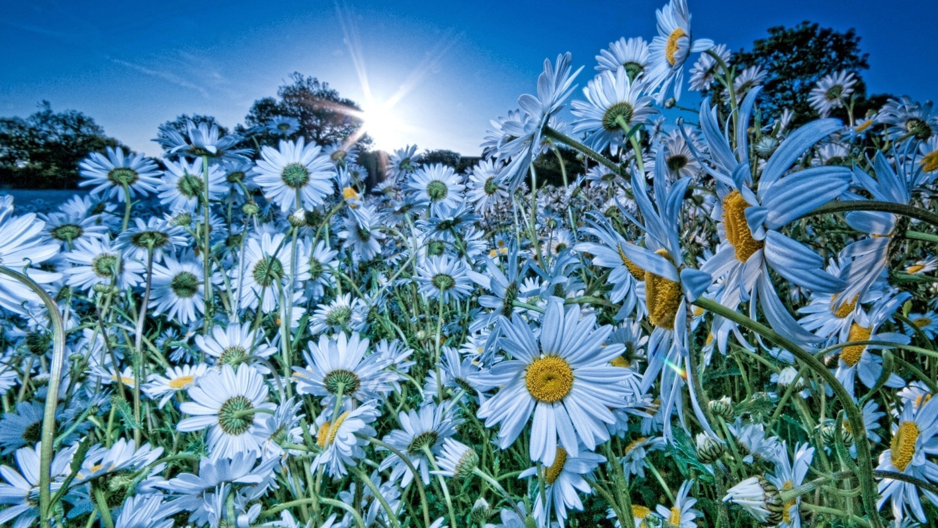 chamomile flower flora nature summer field floral blooming hayfield garden season bright petal leaf color sunny beautiful close-up sun grass