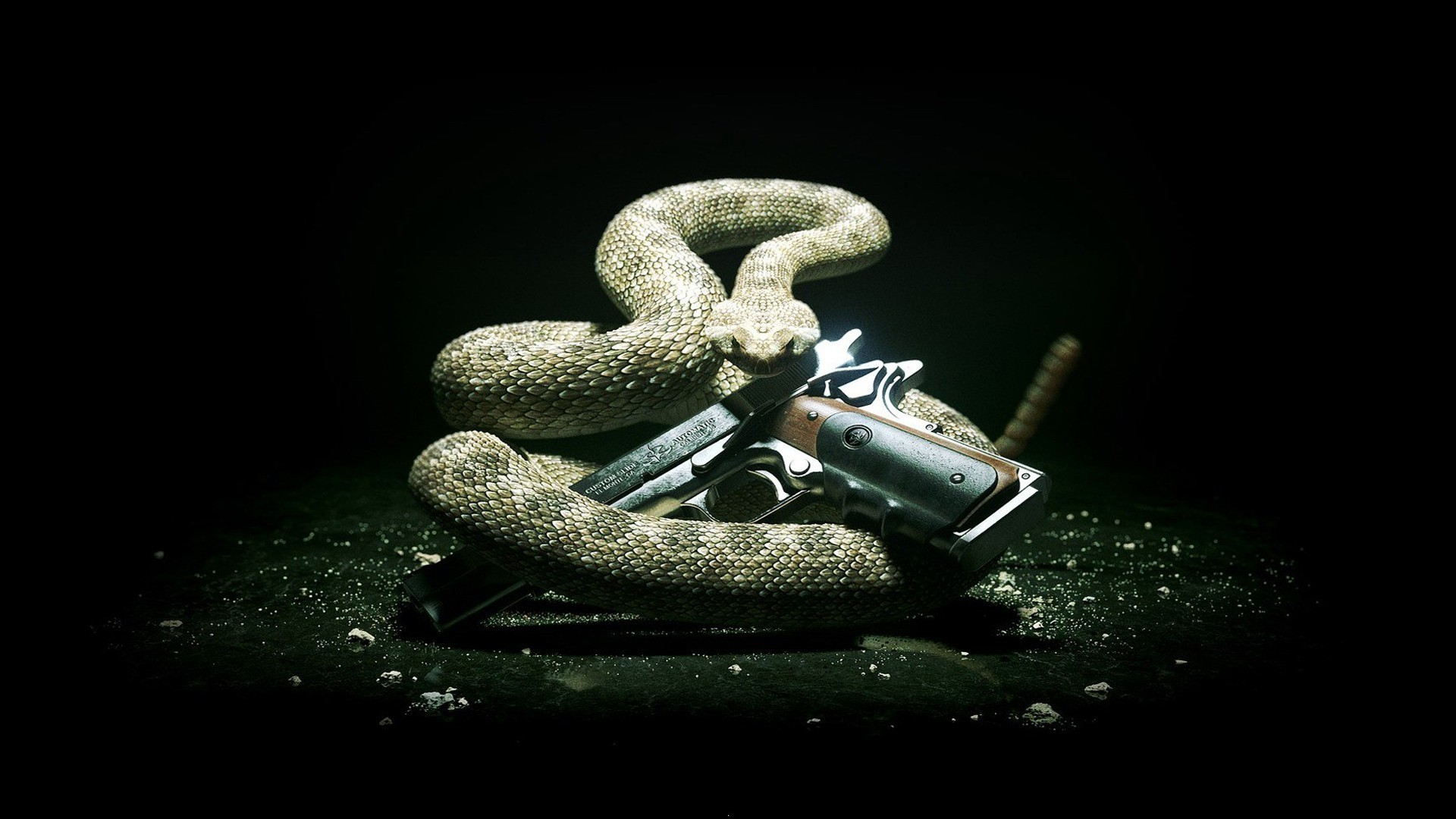 animals snake reptile danger desktop nature animal