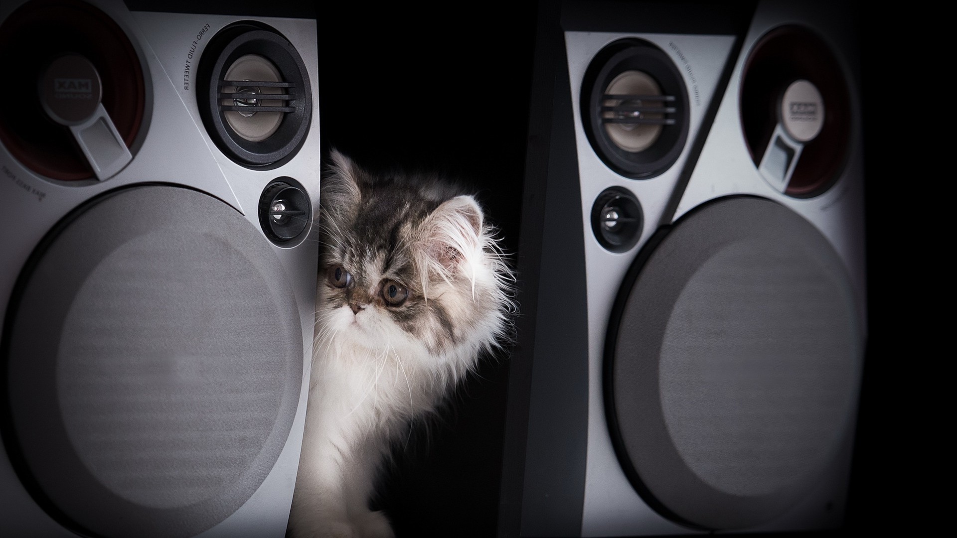 katze ton lautsprecher stereo modern laut studio intensität desktop disco technologie auto spielen musik bass