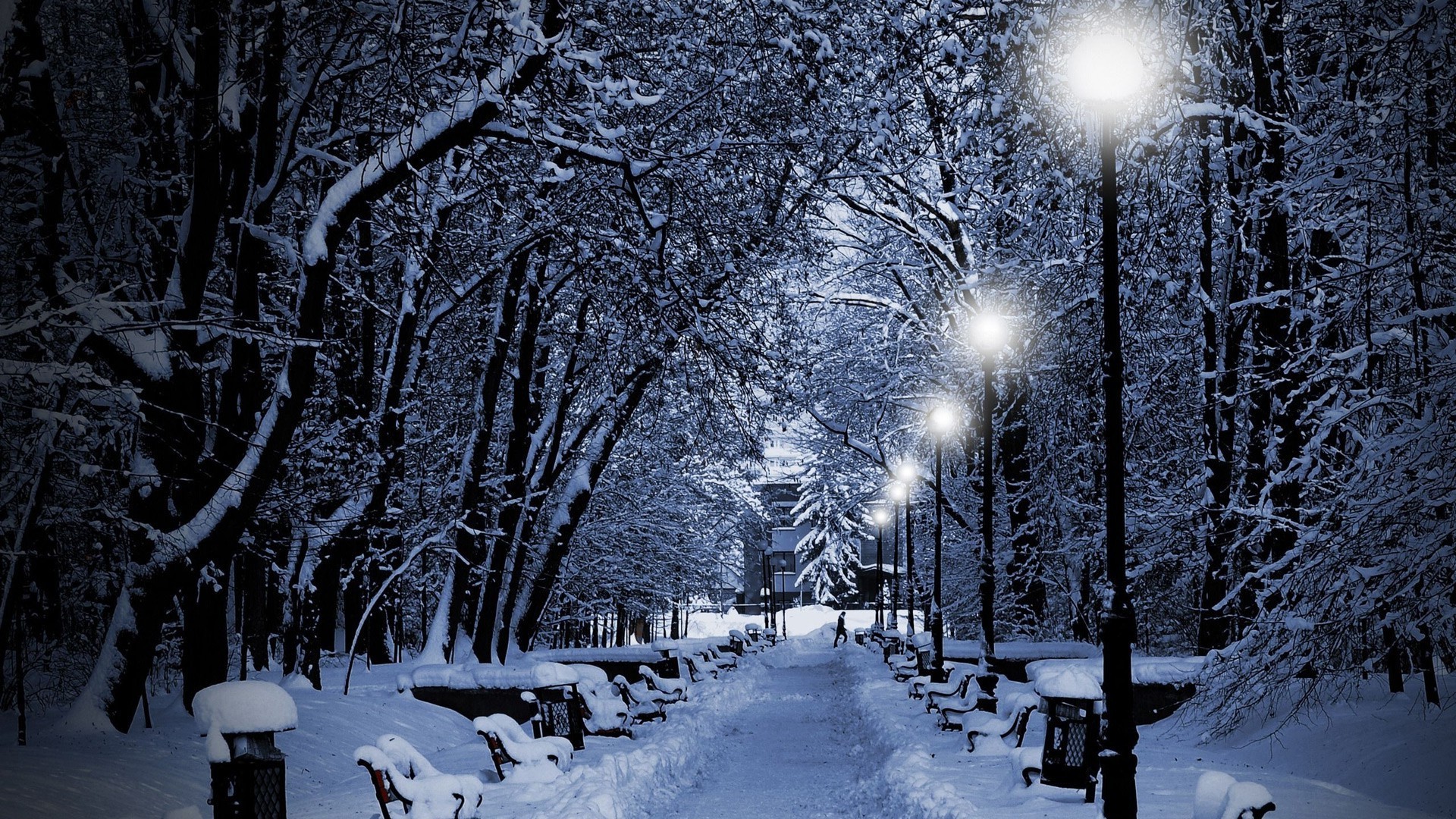 inverno neve freddo gelo congelato ghiaccio legno albero tempesta di neve meteo stagione neve-bianco gelido nevoso ramo nebbia ghiaccio paesaggio