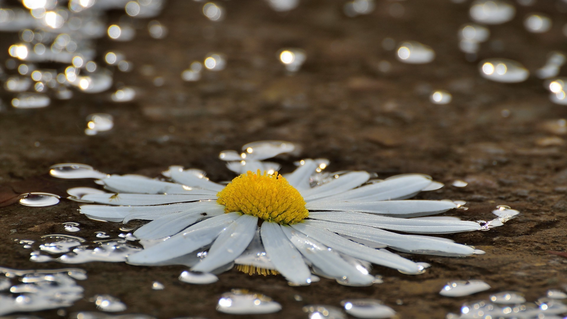 flowers nature wet outdoors water rain blur