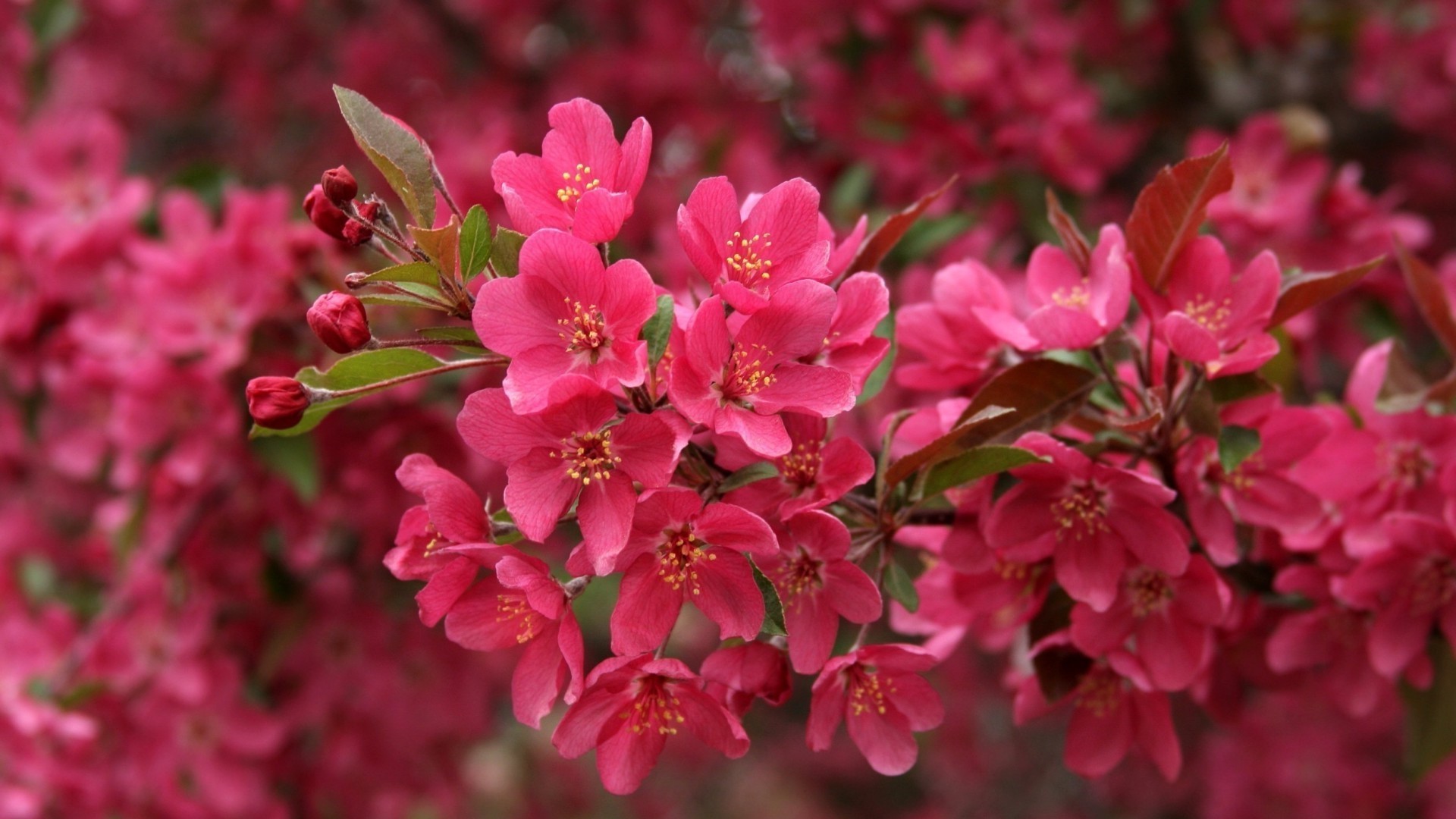 closeup flower nature branch garden flora leaf growth petal tree floral blooming outdoors bright summer cherry shrub color season park