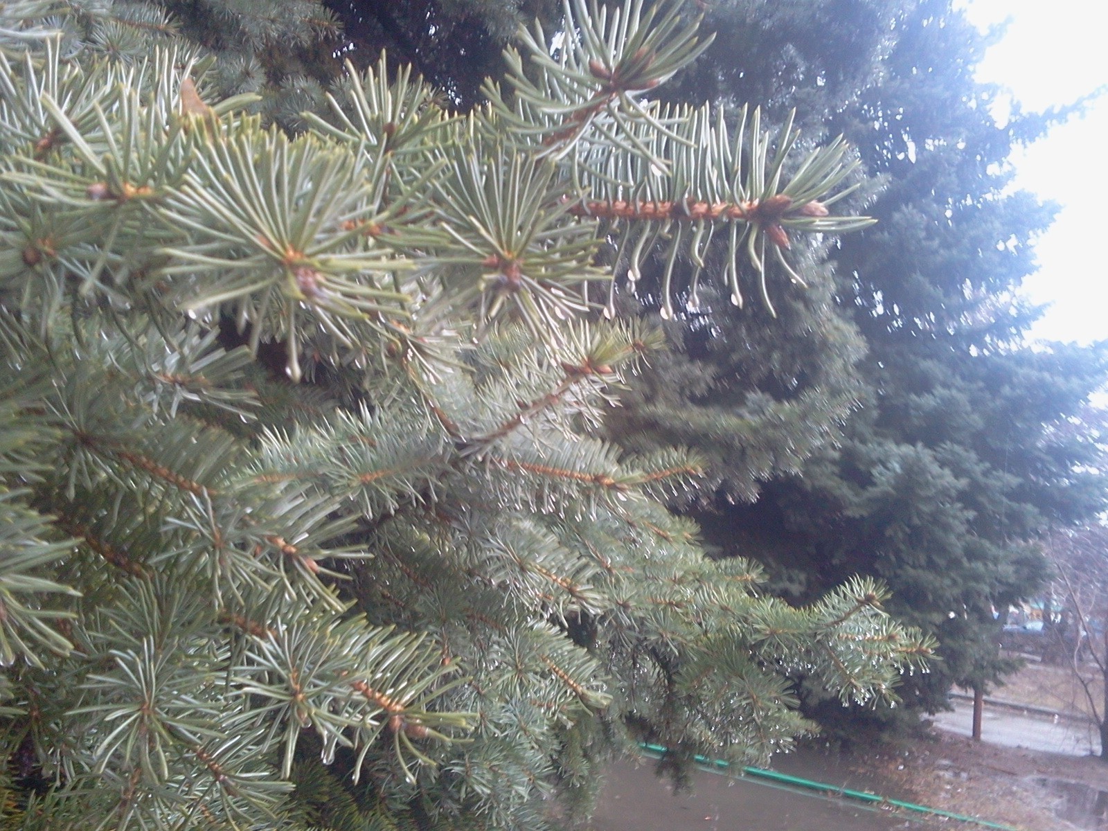 verão natal inverno árvore evergreen pinho agulha coníferas abeto abeto ramo natureza decoração cor coníferas férias férias