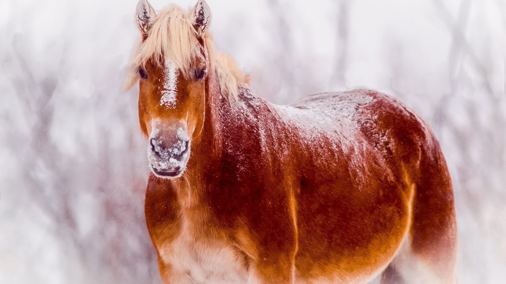 caballos invierno naturaleza nieve al aire libre mamífero caballería uno