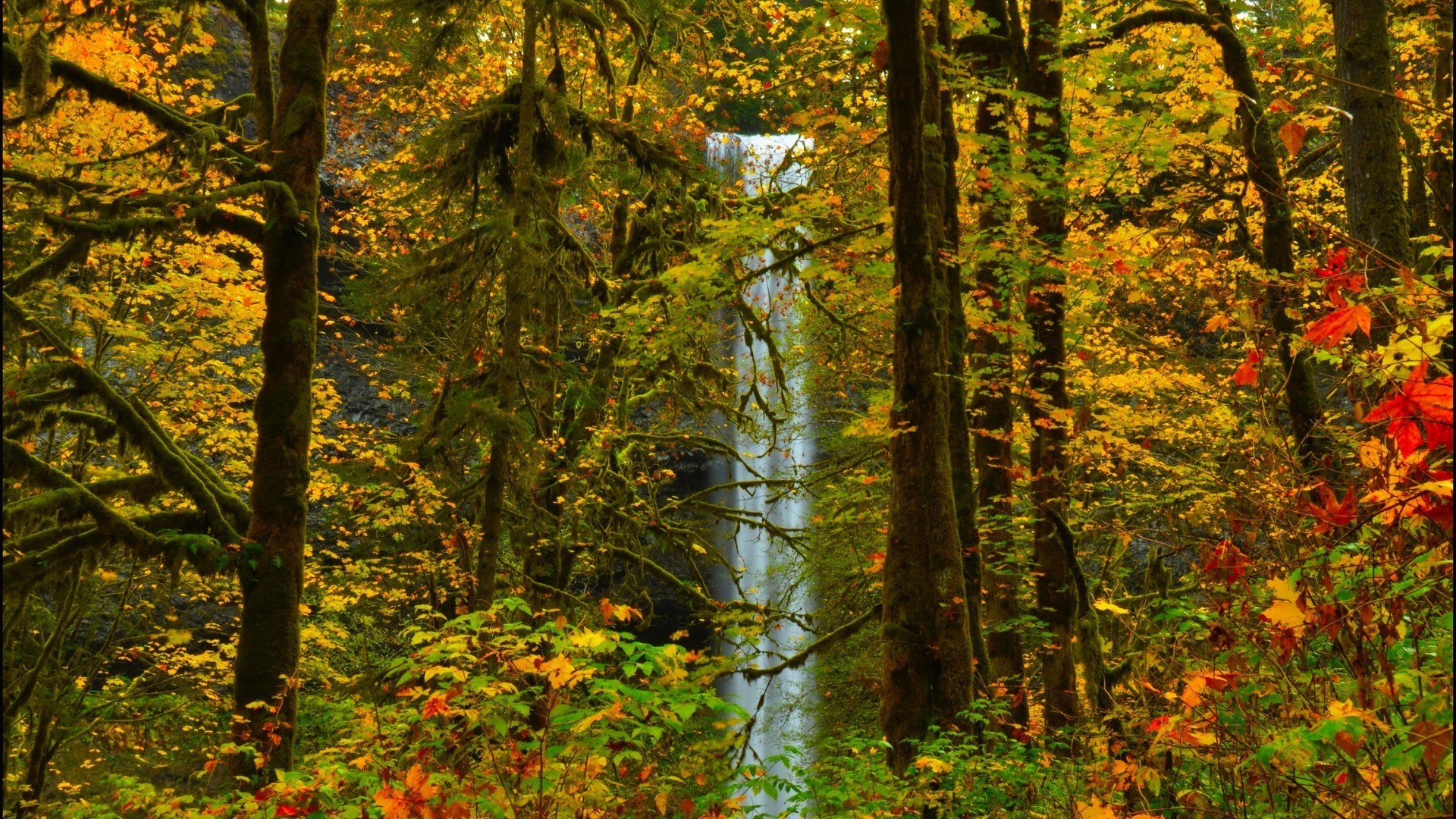 autumn wood leaf fall tree nature landscape scenic outdoors park season fair weather lush maple daylight branch environment scenery dawn