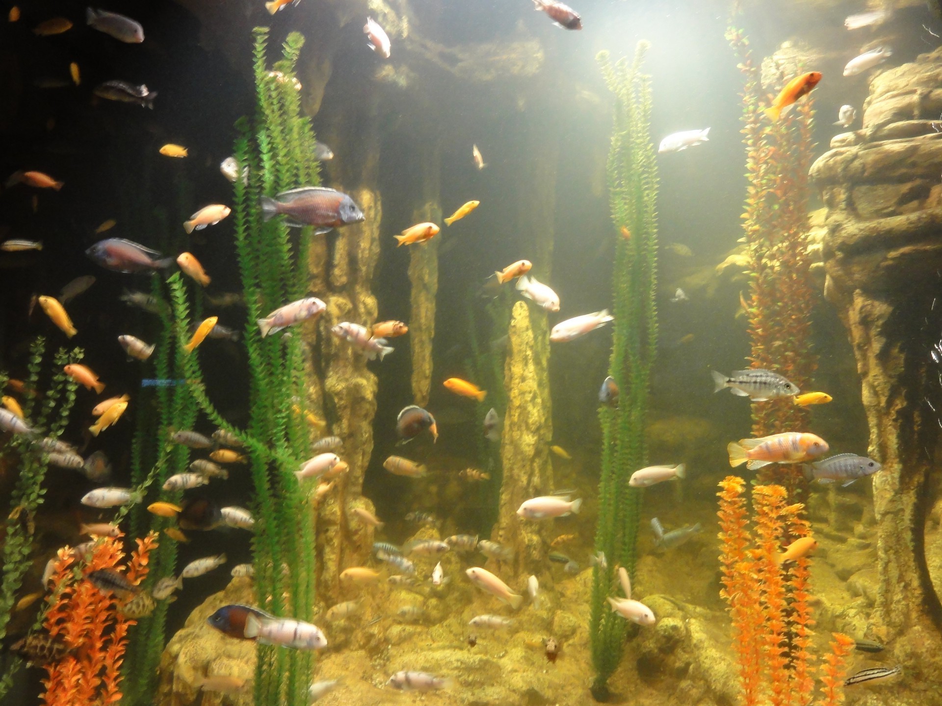 tiere unterwasser aquarium fische goldfisch wasser tank schwimmen tief tauchen korallen wasser tropisch riff natur ozean prä sentation exotisch u-boot umwelt