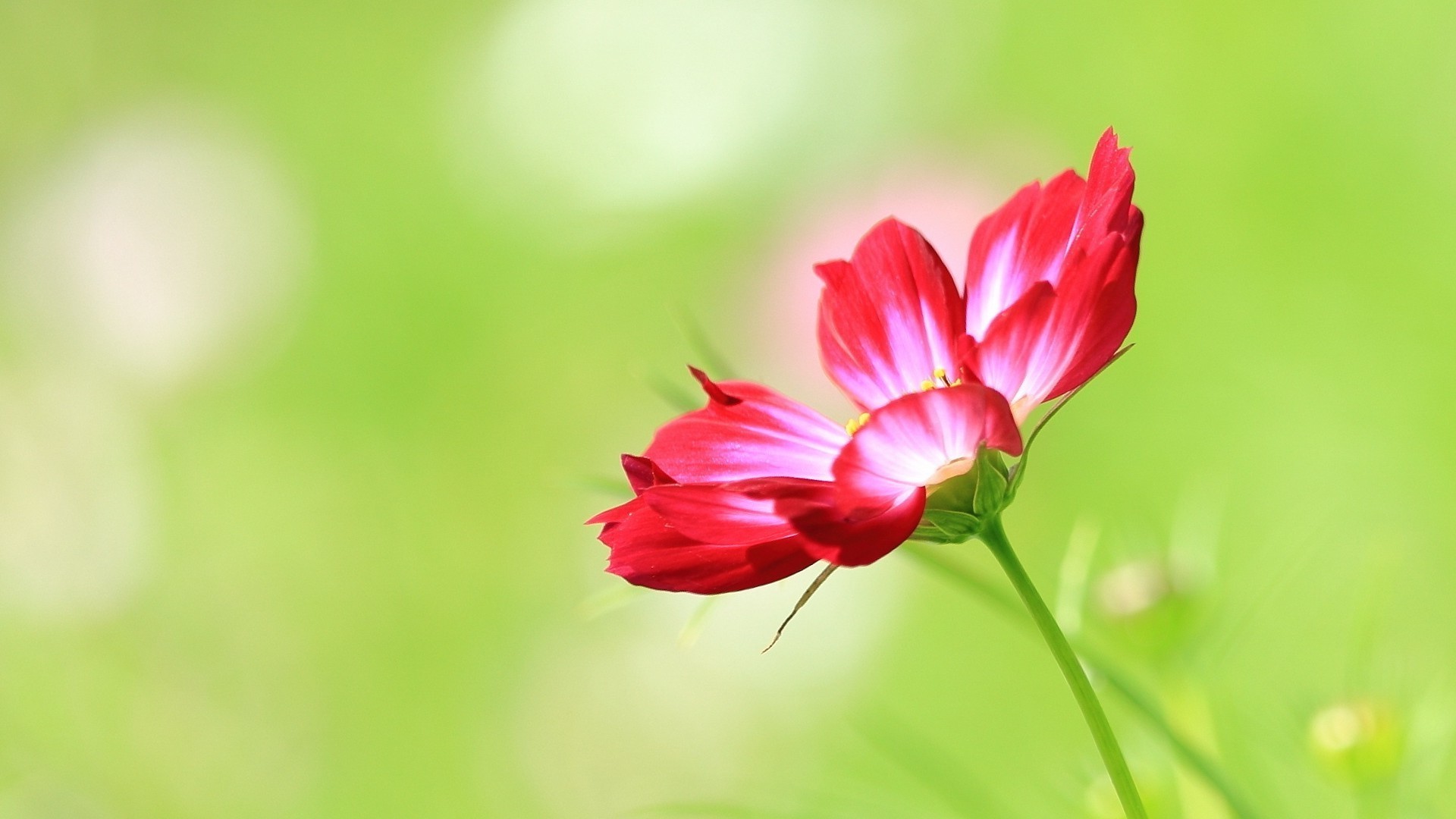 çiçekler doğa yaz yaprak flora çiçek parlak büyüme bahçe petal bulanıklık