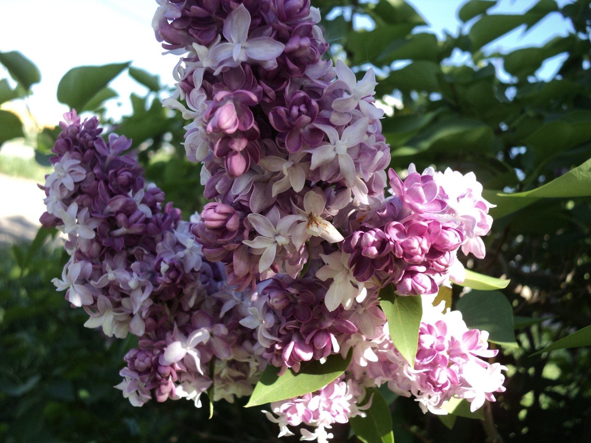 primavera fiore natura flora giardino foglia floreale fiore petalo estate ramo arbusto albero bella crescita esterna stagione decorazione di colore botanico