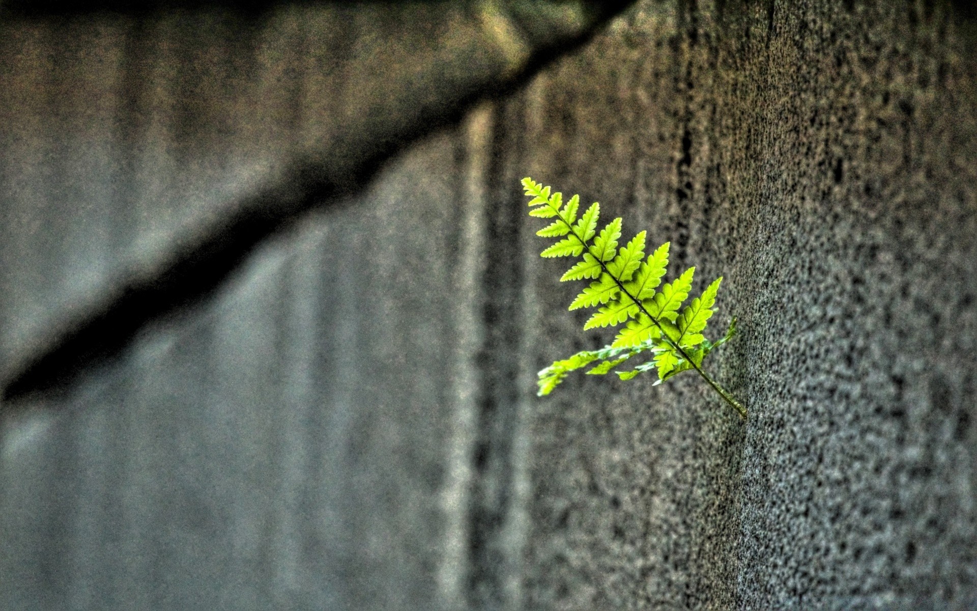 macro nature leaf wood outdoors abstract tree texture desktop flora blur growth close-up