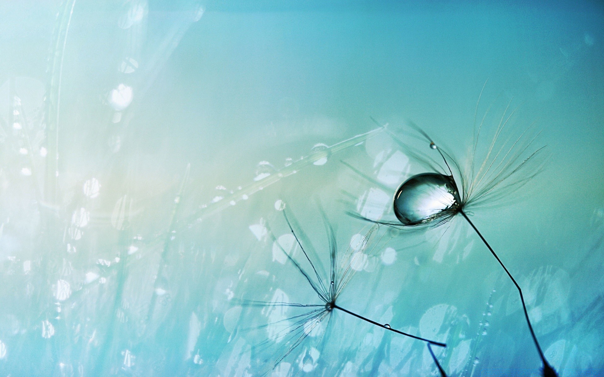 macro desktop abstract nature light sky water blur rain drop bright bubble wet