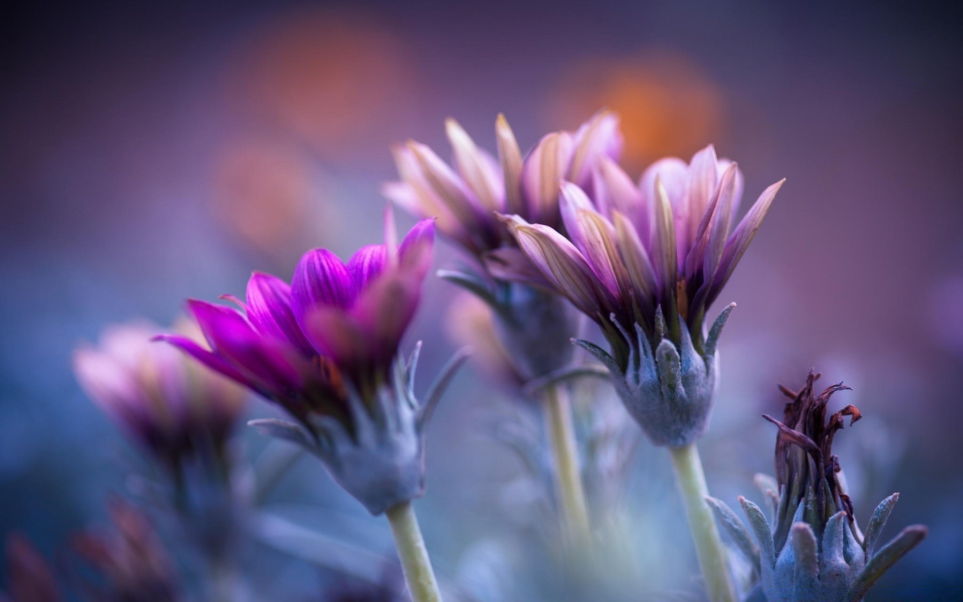 makro fotoğrafçılığı çiçek doğa flora yaz bahçe yaprak dof renk violet petal alan mor parlak çiçek çiçek açan açık havada flores yakın çekim