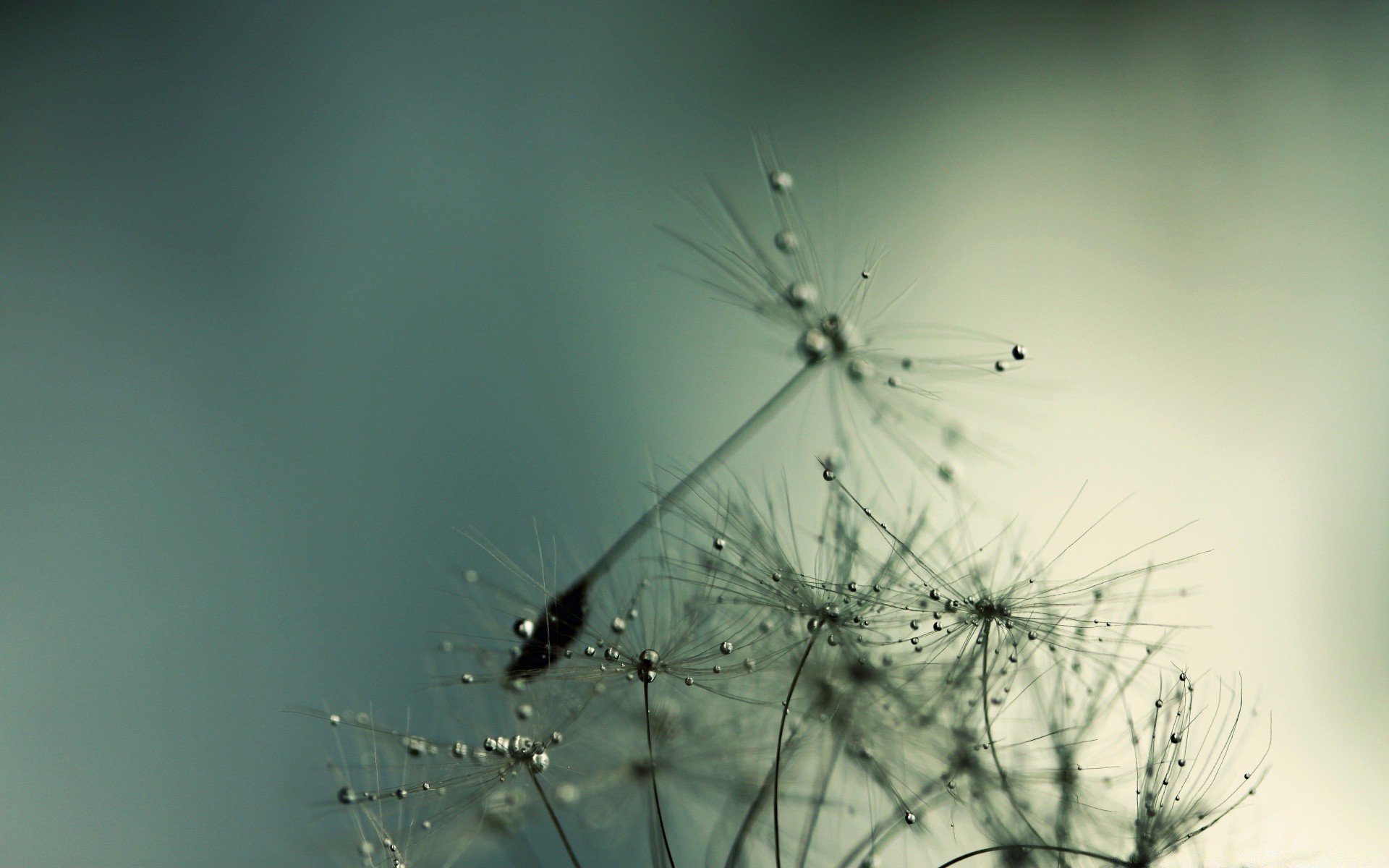 macro spider nature insect flora abstract flower summer spiderweb sun garden