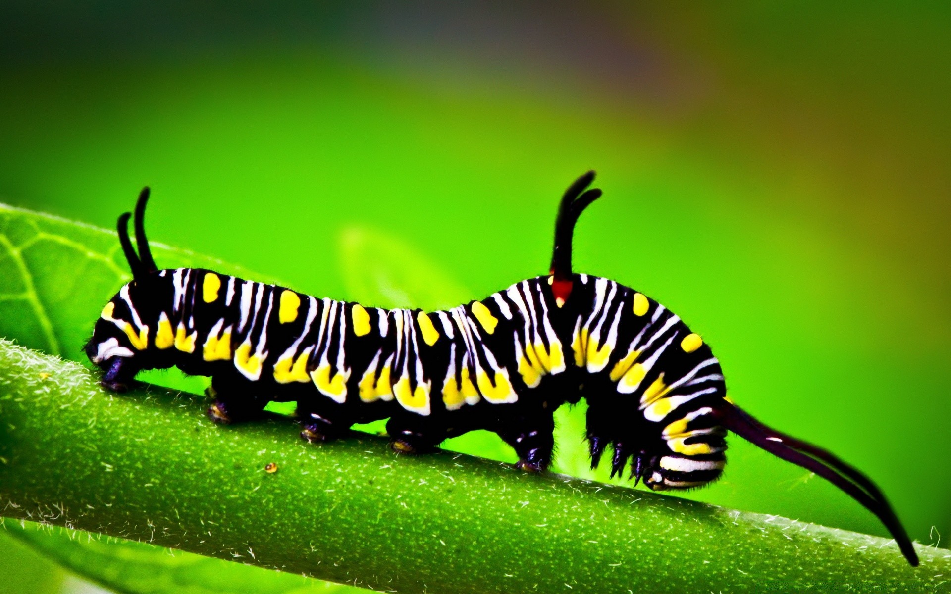 macro insecto oruga mariposa larva vida silvestre animal gusano polilla naturaleza invertebrados metamorfosis lepidópteros plagas jardín entomología hoja al aire libre antena color