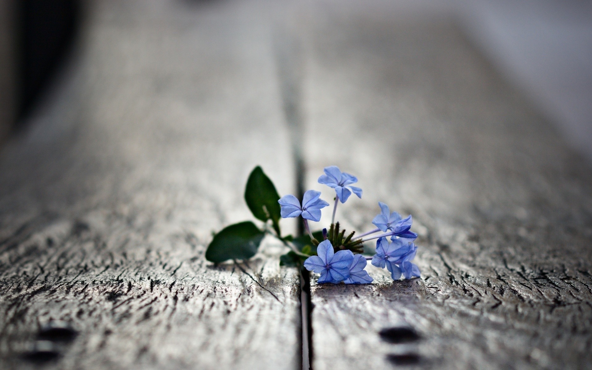 macro flower nature blur flora leaf wood close-up summer desktop outdoors garden still life