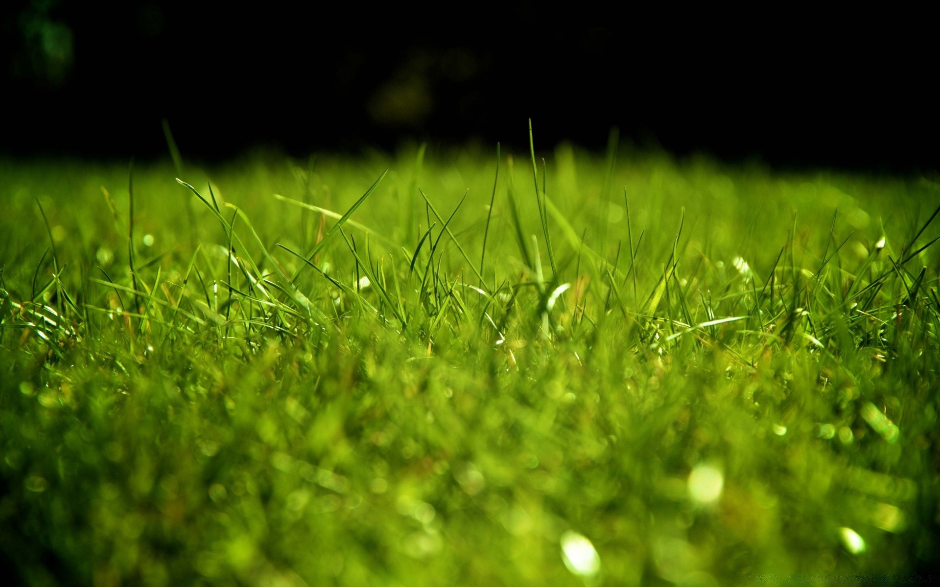 macro grass lawn growth flora hayfield field leaf nature dew garden summer dawn lush sun blade turf rain ground environment freshness