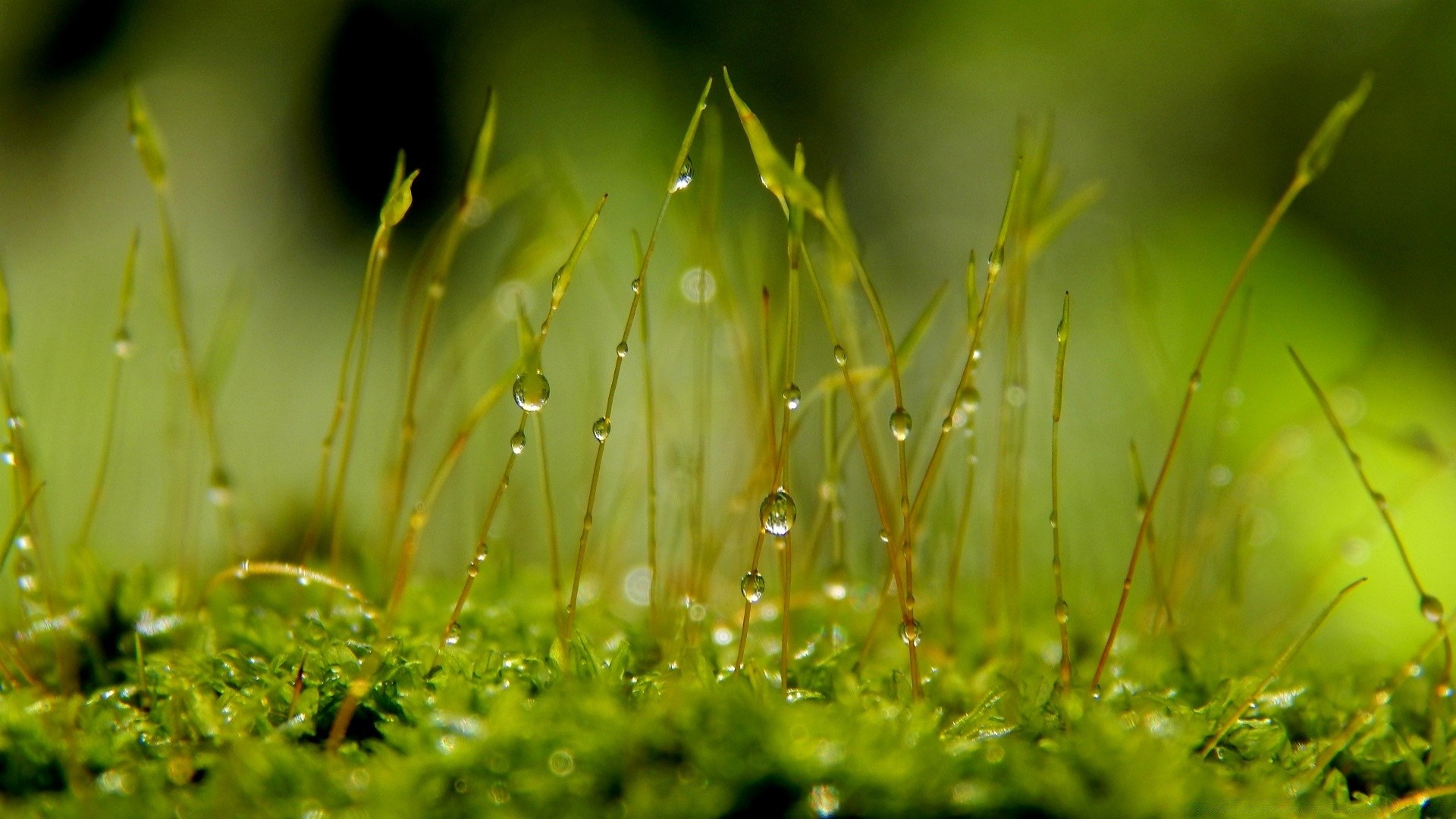 macro hierba naturaleza crecimiento hoja flora verano lluvia jardín rocío al aire libre sol buen tiempo césped heno amanecer campo caída brillante temporada