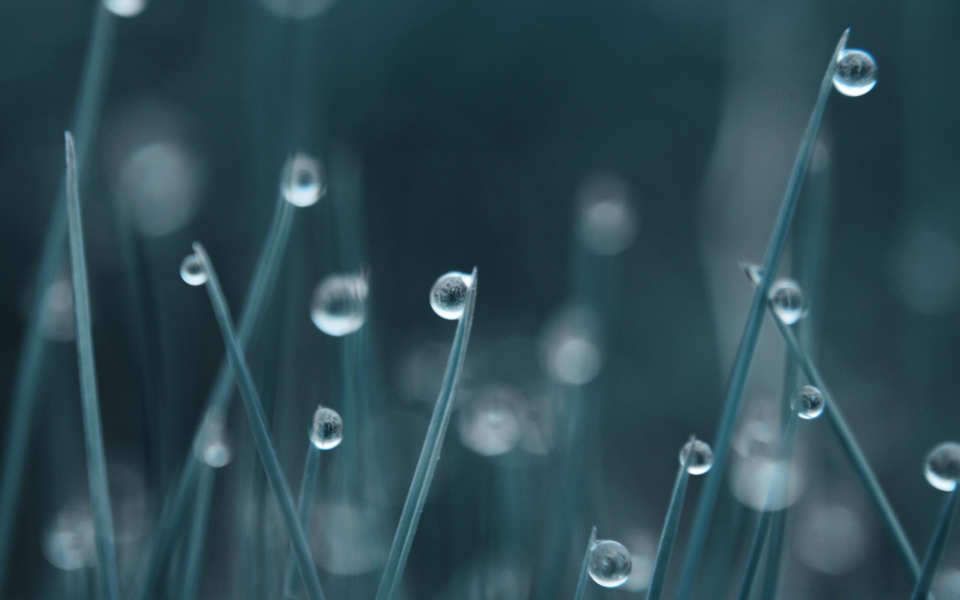 macro chuva queda orvalho água molhado limpo líquido desktop gotas close-up limpo abstrato claro