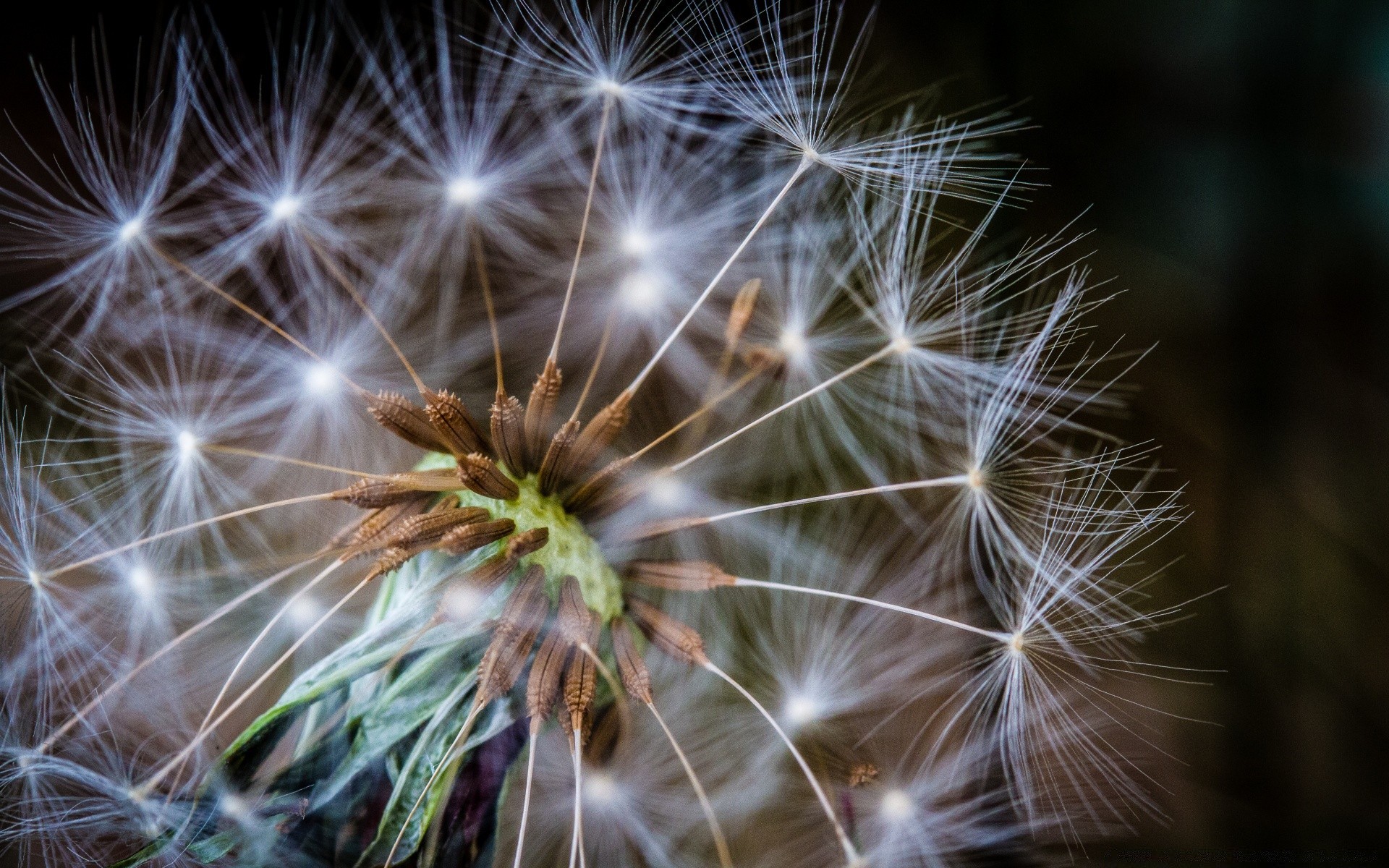 macro dandelion nature seed bright flora summer light weed growth grass flower delicate downy