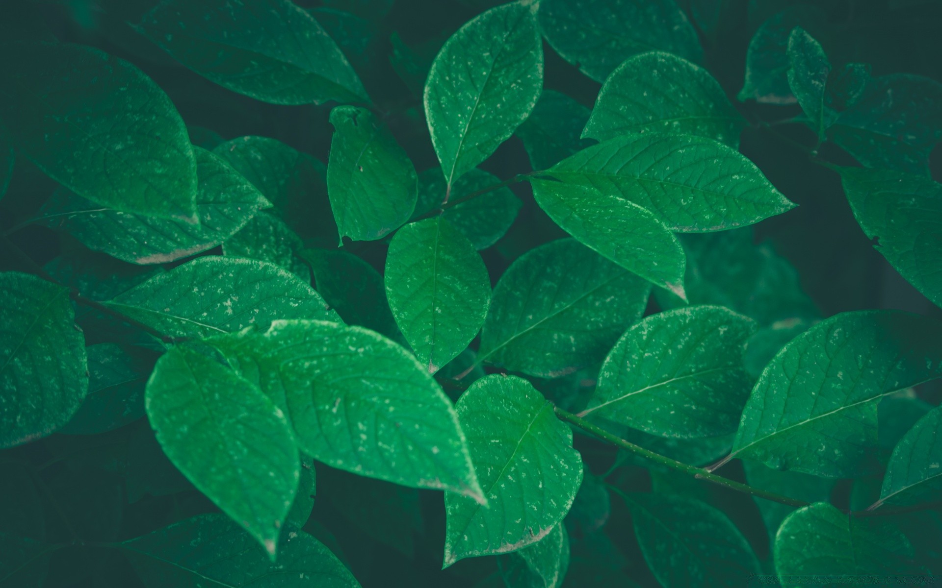 makroaufnahme blatt flora natur wachstum umwelt sommer regen desktop venen im freien