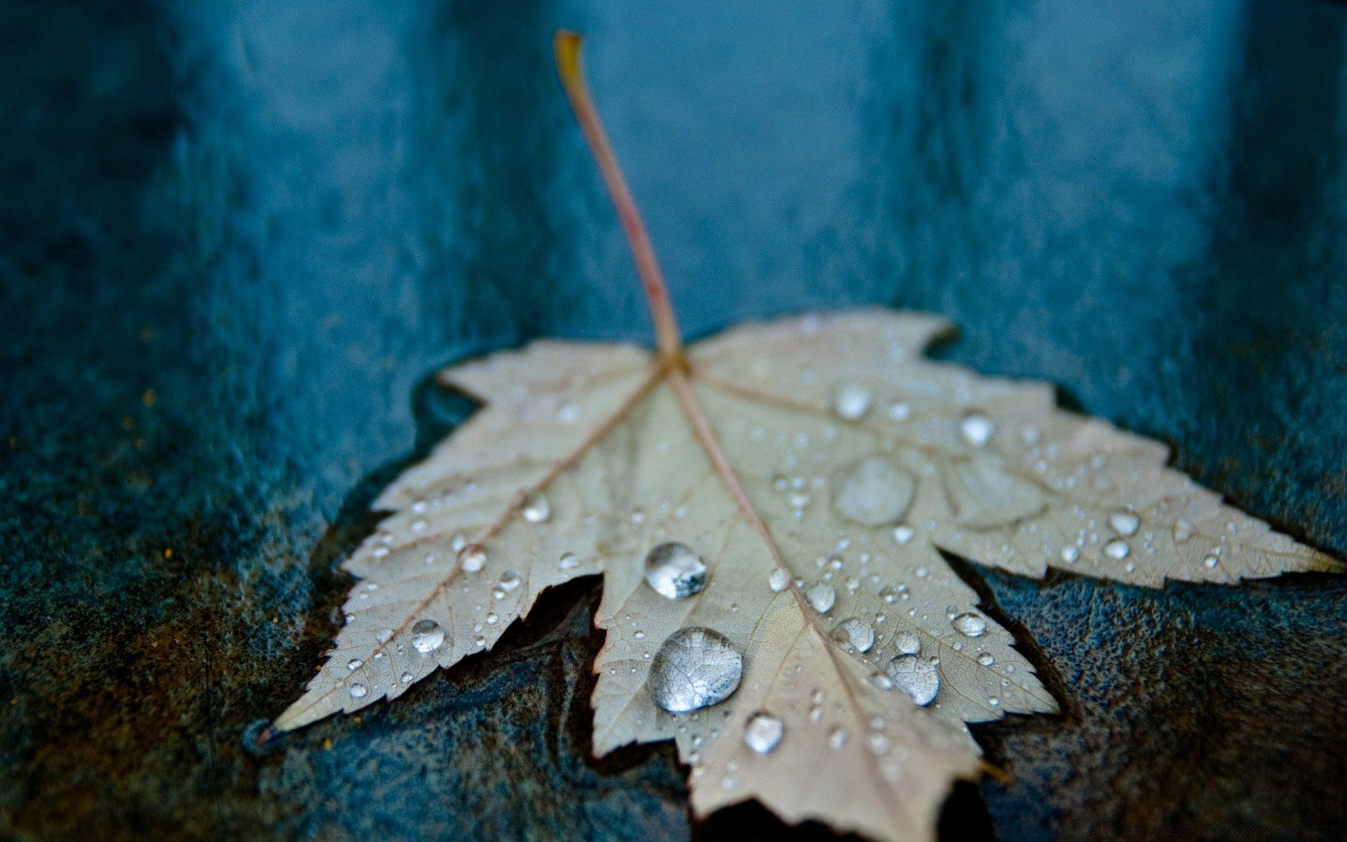 macro foglia autunno pioggia natura all aperto acqua legno bagnato luminoso