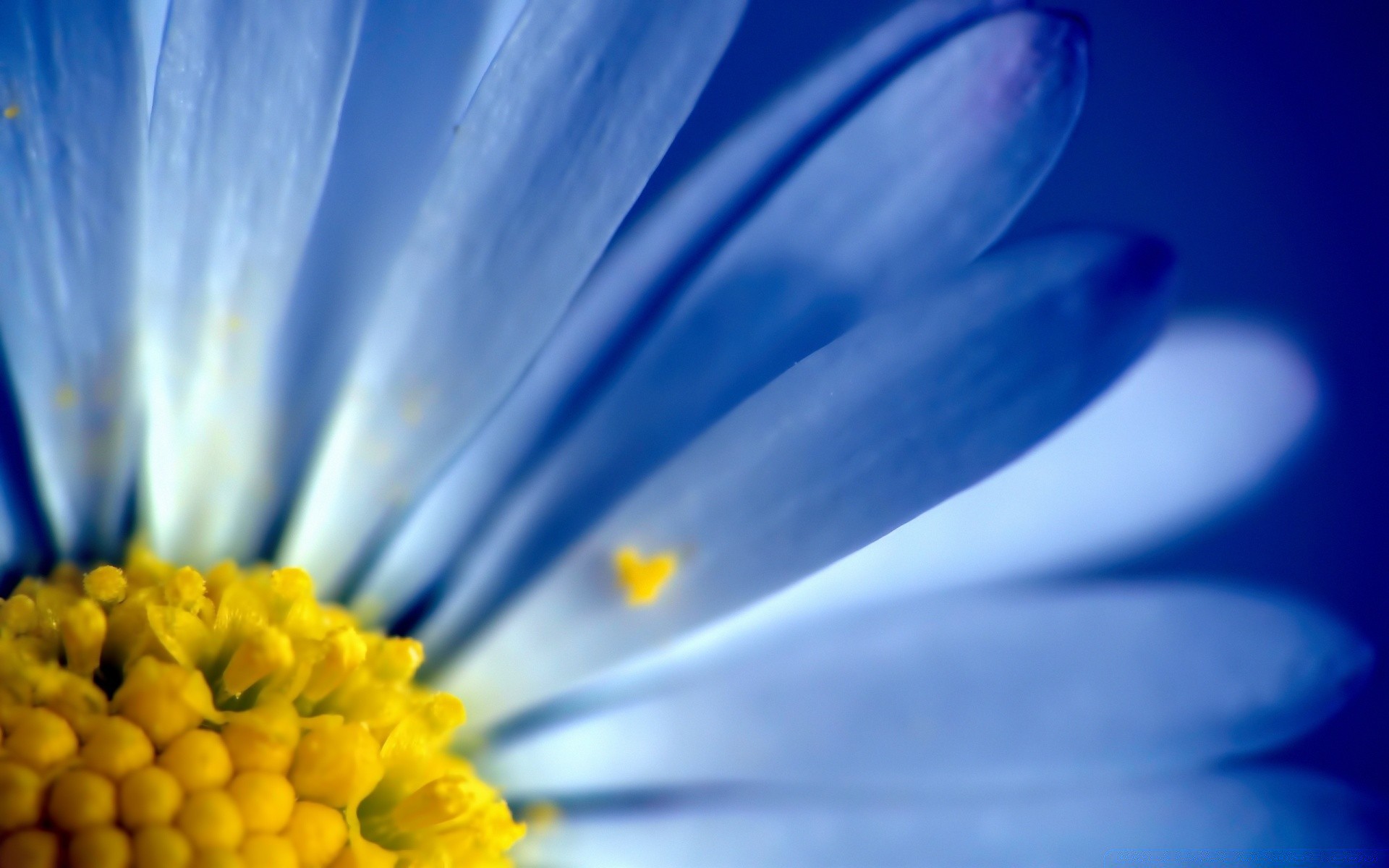 macro nature flower blur flora color petal close-up bright