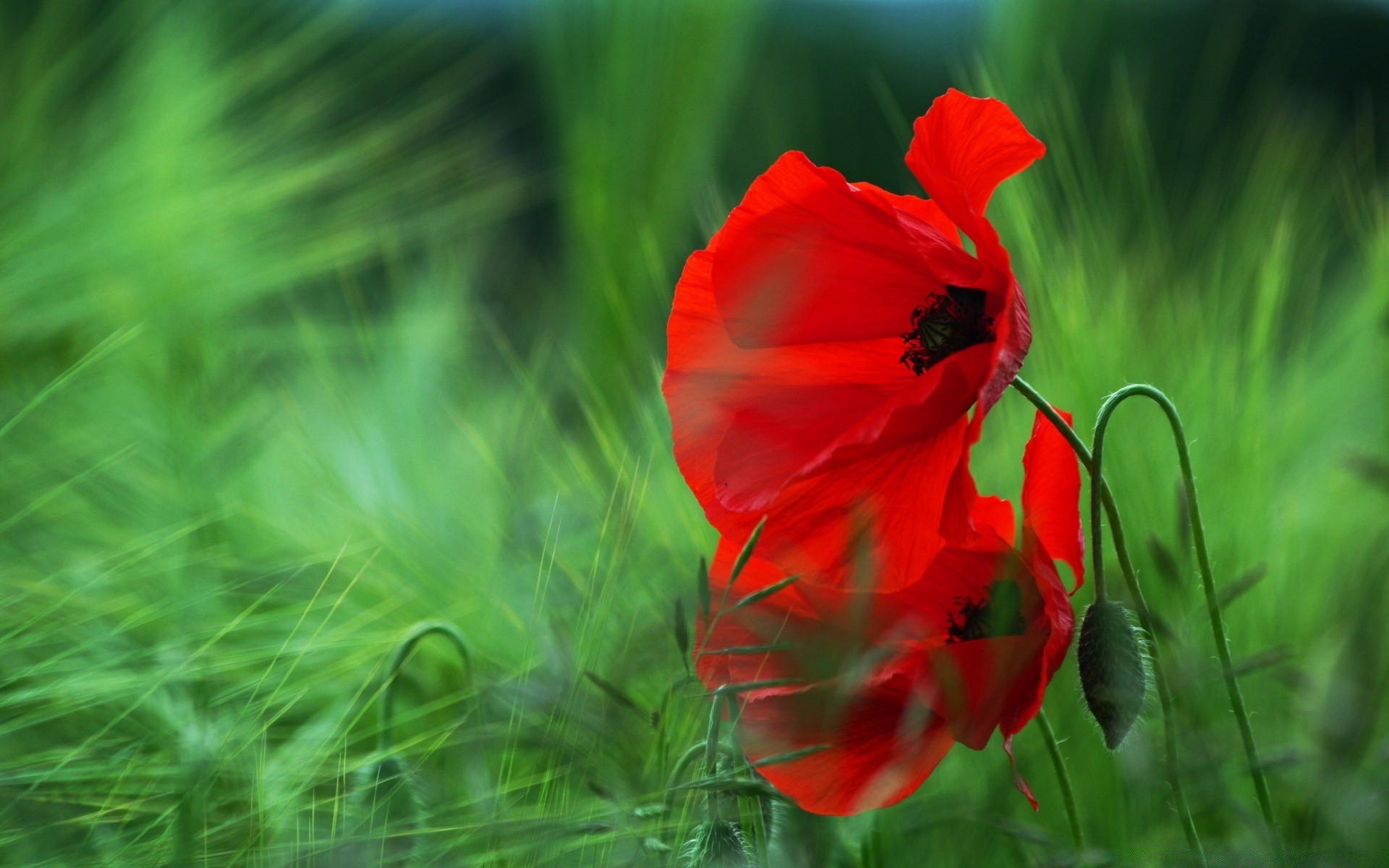 macro nature summer flower flora leaf garden field color bright grass growth hayfield season outdoors