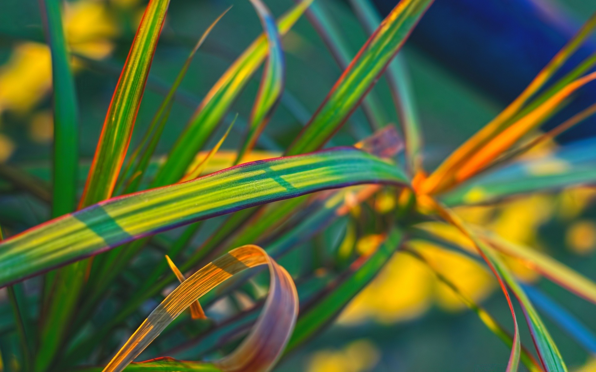 macro color leaf tropical flora nature bright desktop abstract beautiful summer garden art texture pattern harmony exotic line design grass