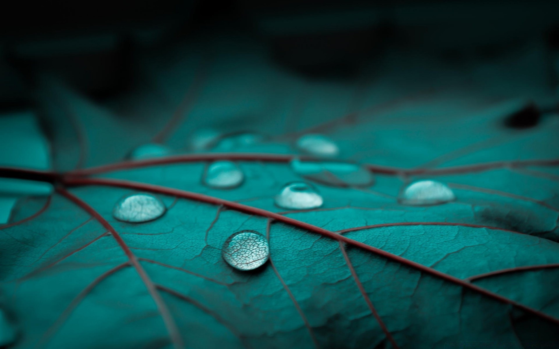 macro desktop pioggia riflessione astratto colore texture