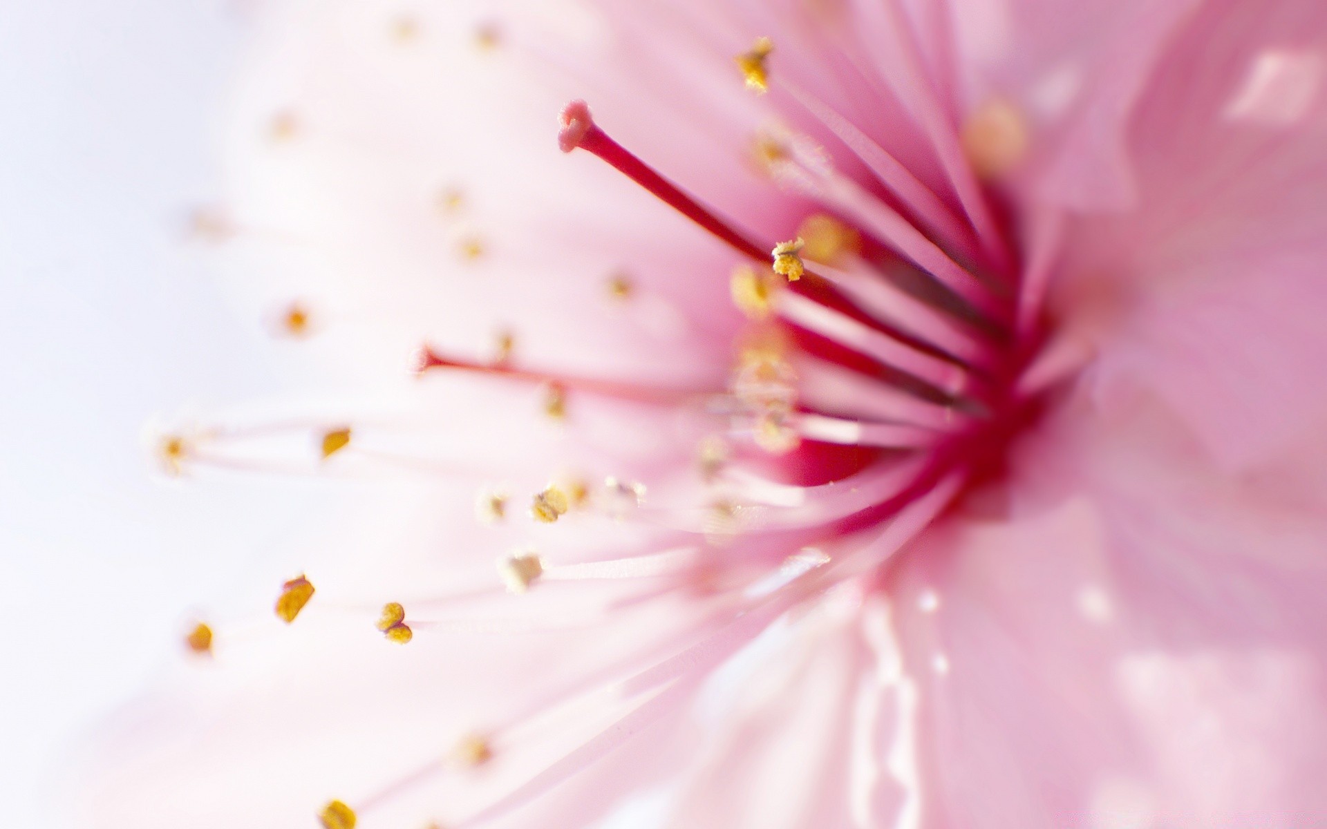 macro fleur flore nature flou été couleur jardin