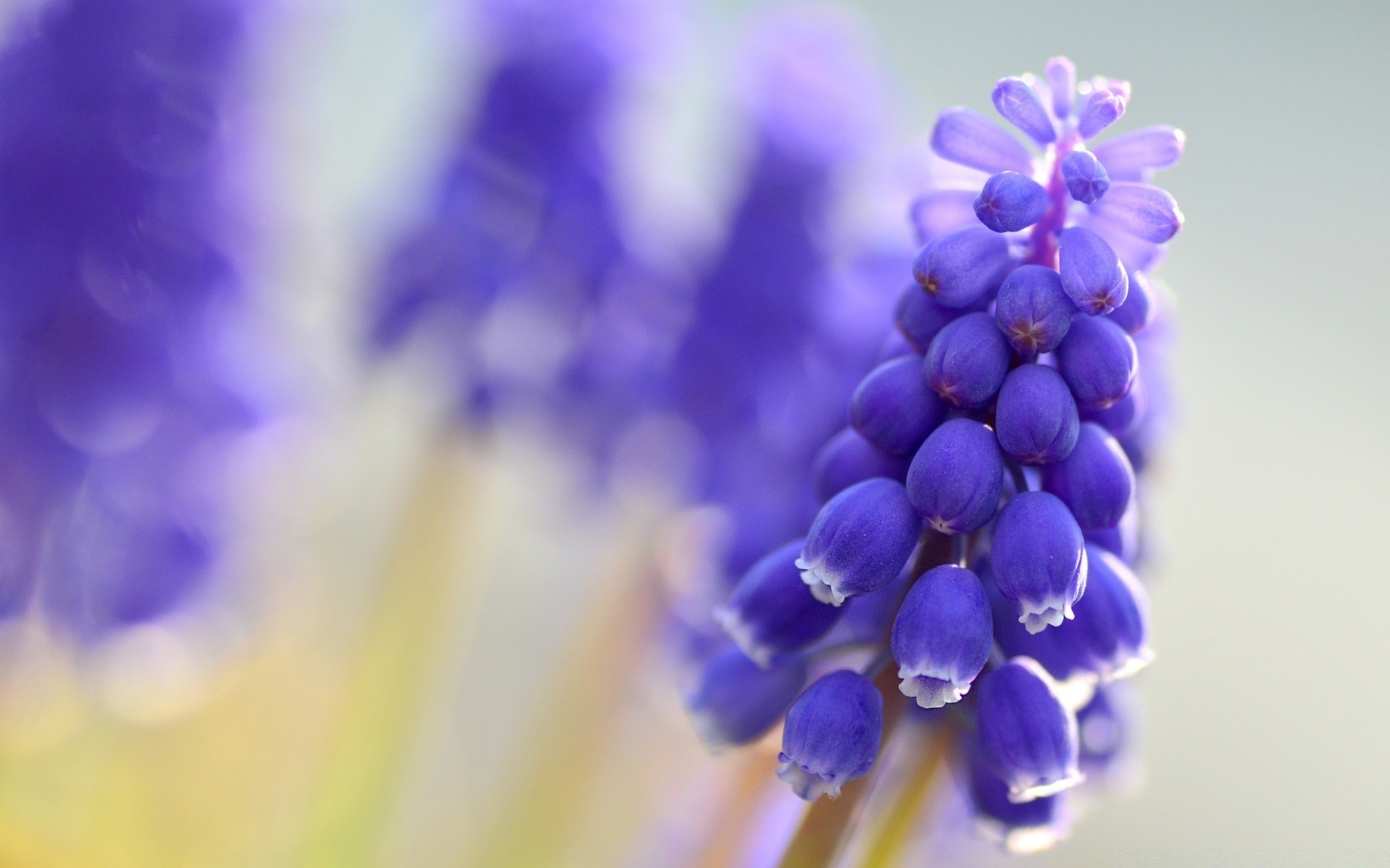 macro nature fleur flore couleur été lumineux pétale floral jardin gros plan croissance bluming feuille saison jacinthe flou beau délicat violet