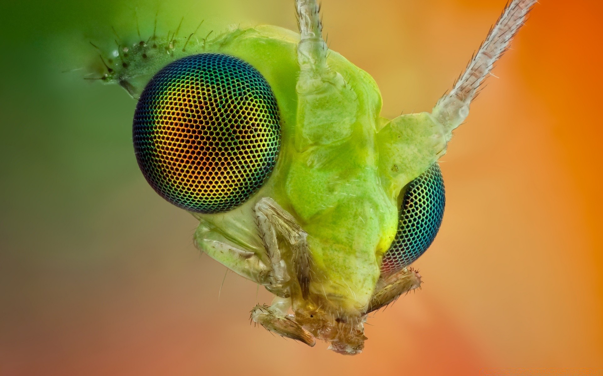 photographie macro nature faune à l extérieur insecte feuille été animal tropical couleur