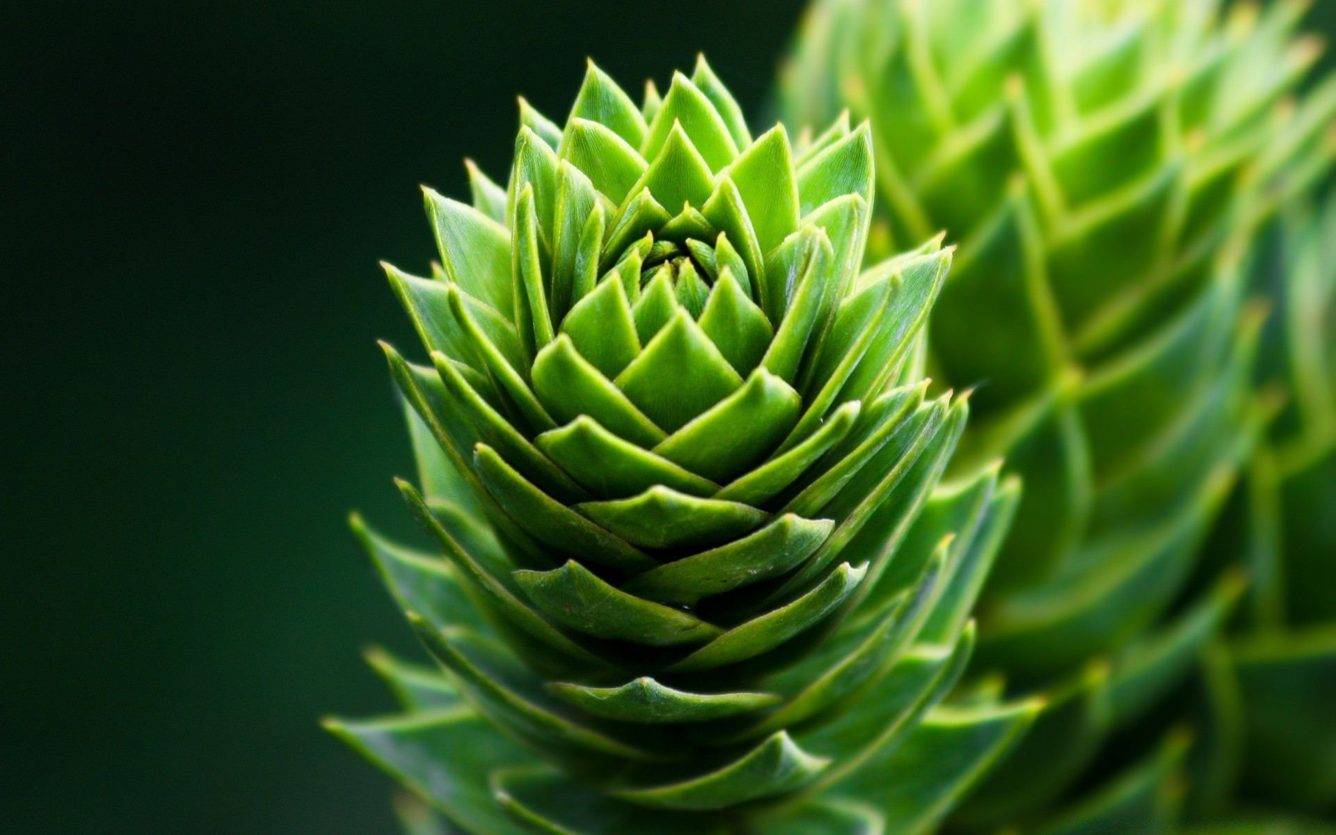 makro natura liść flora ostry kręgosłup kaktus kolczasty wzrost monochromatyczny kwiat spike